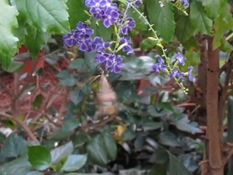 Le Jardin des papillons exotiques