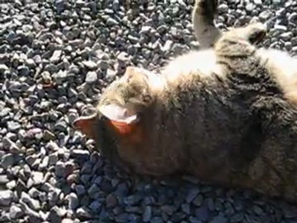 PETIT BONHOMME  SE DORE AU SOLEIL