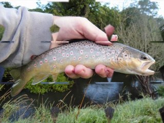 La saison de pêche 2011 de Truitor