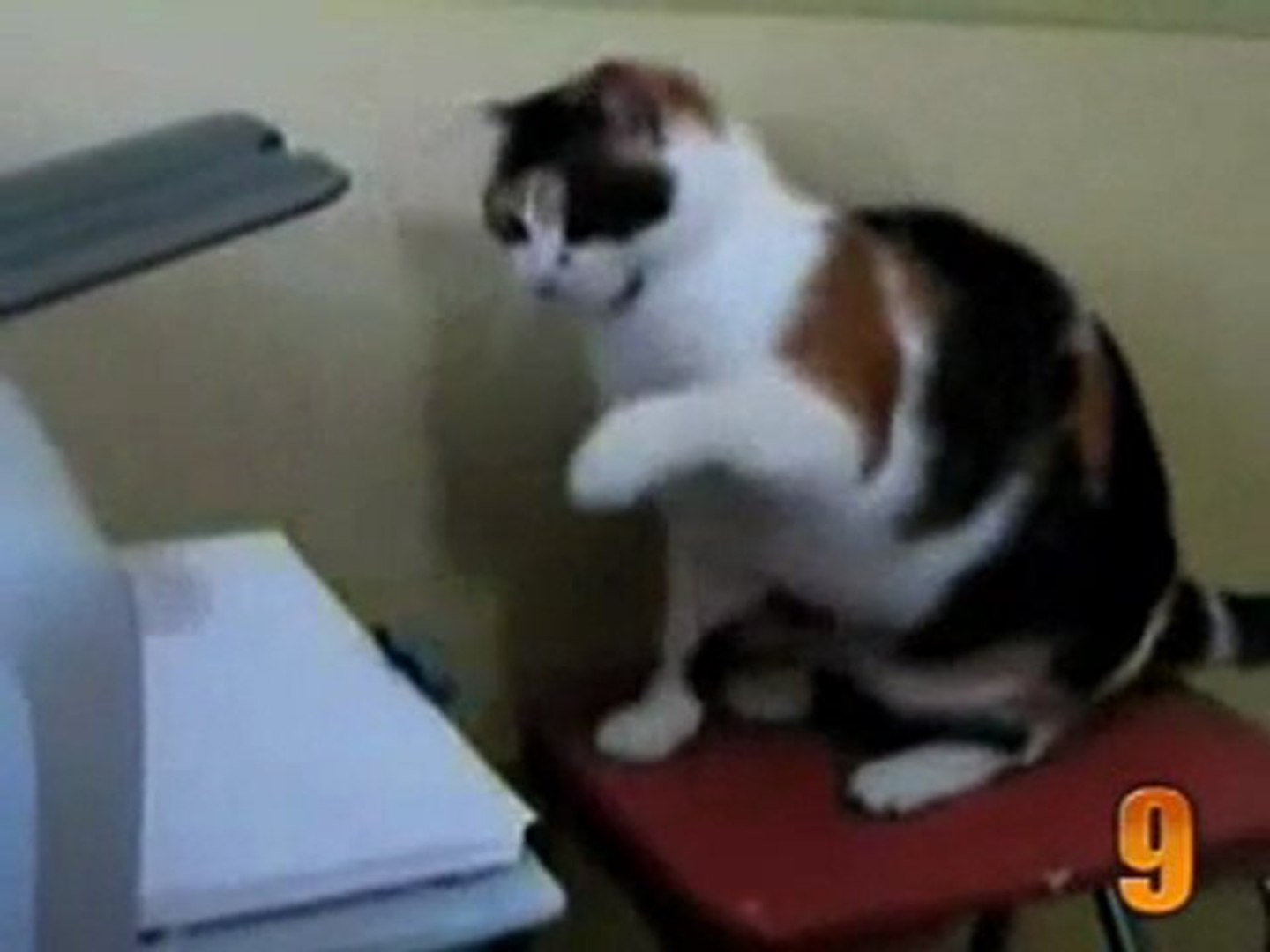 Top 10 Vidéos De Chats Humour