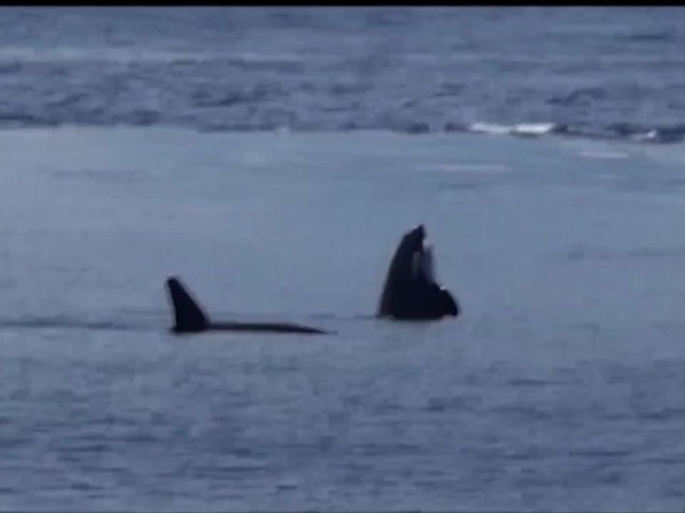 3 orques rendent visite au Princess M.V. Danae sur l'Océan indien