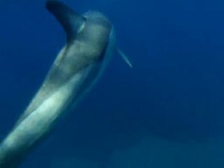 Un dauphin au Lavandou (suite)