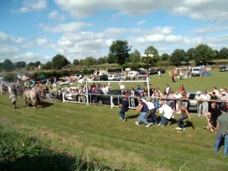 Tir à la corde gars  vs  cheval !