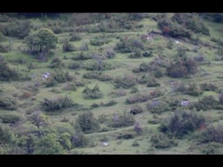 Orso bruno marsicano - Ursus arctos marsicanus  -  in fase di pre accoppiamento