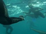 free diving with sharks, south africa