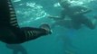 free diving with sharks, south africa