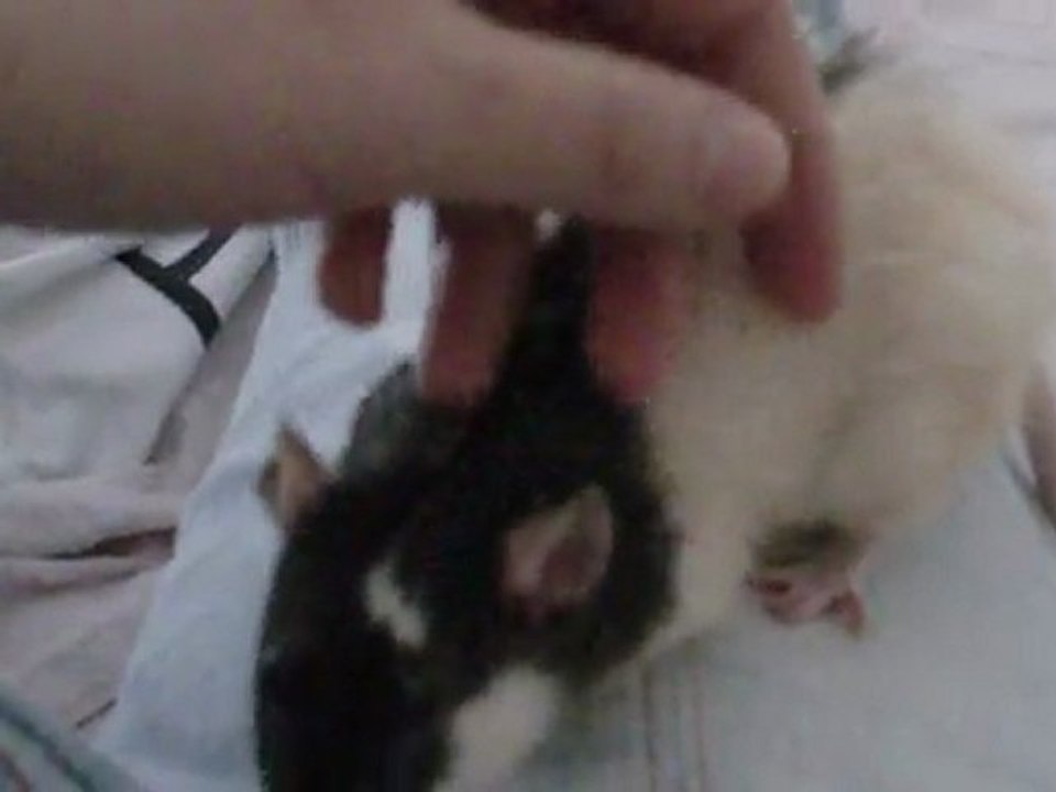 Sortie des rats de Sauvetage Septembre 2011 vidéo 2