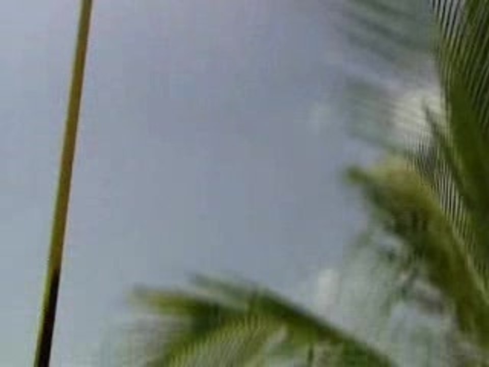 jackass sau a la perche