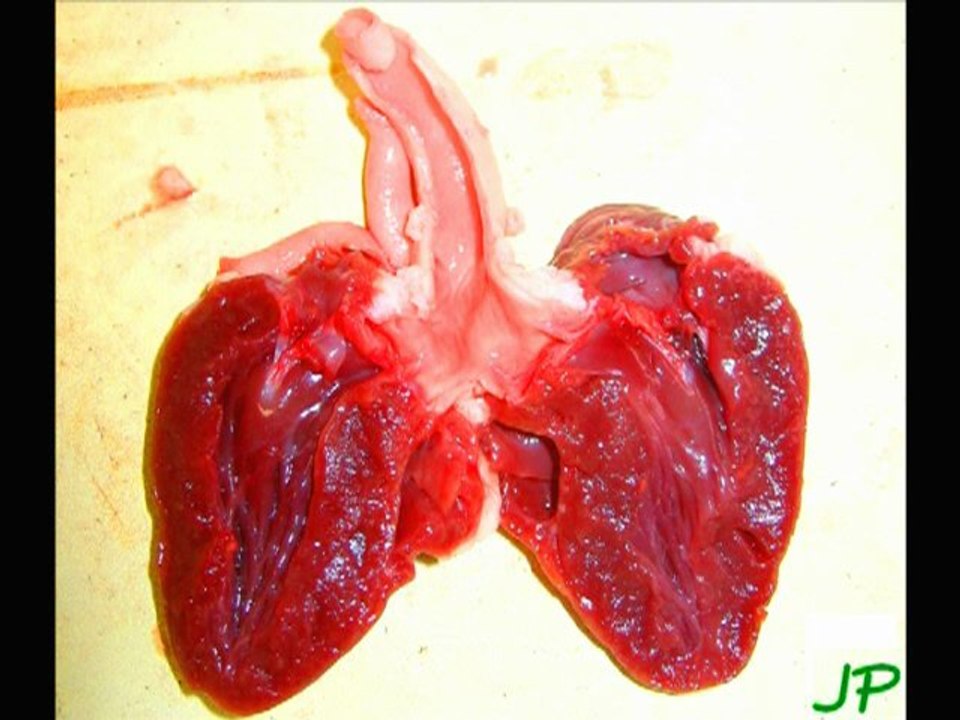 The Hurly Burlies "My heart's beating so well" - 2011