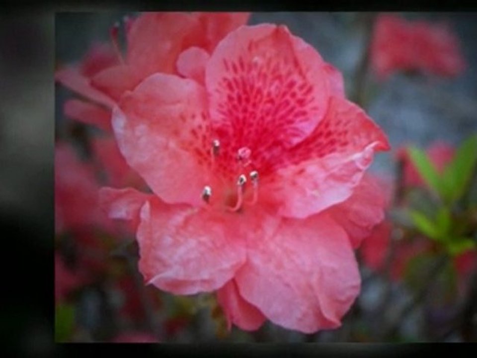 Kodak Easyshare Z981 14 Mp Digital Camera - Review Best ...