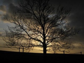 Just lay himself down by Leo Gillespie