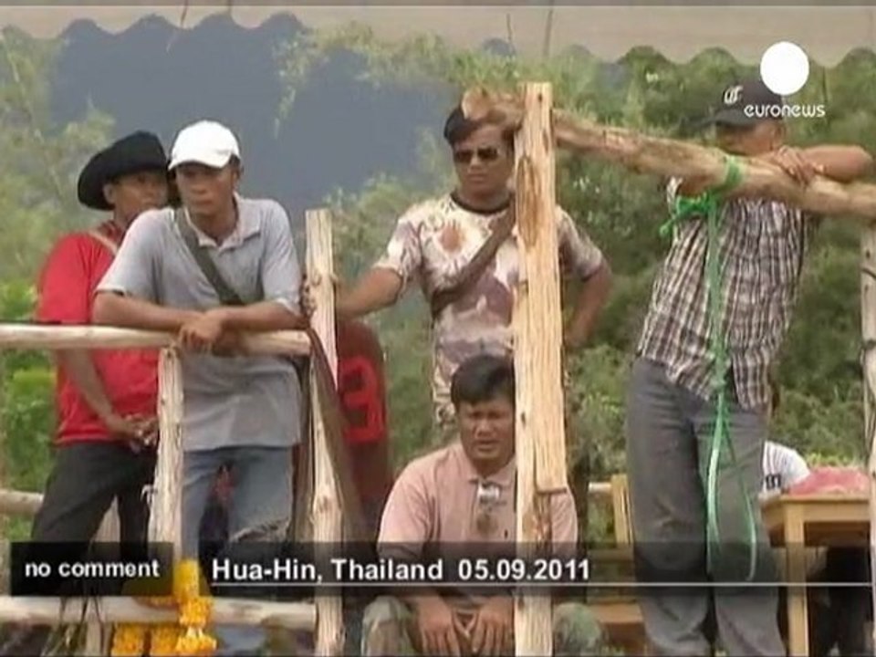 Le polo sur éléphant, un sport national... - no comment