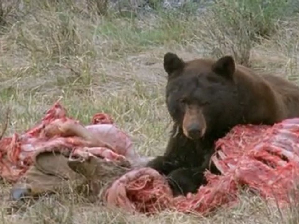 Une année avec les ours noirs