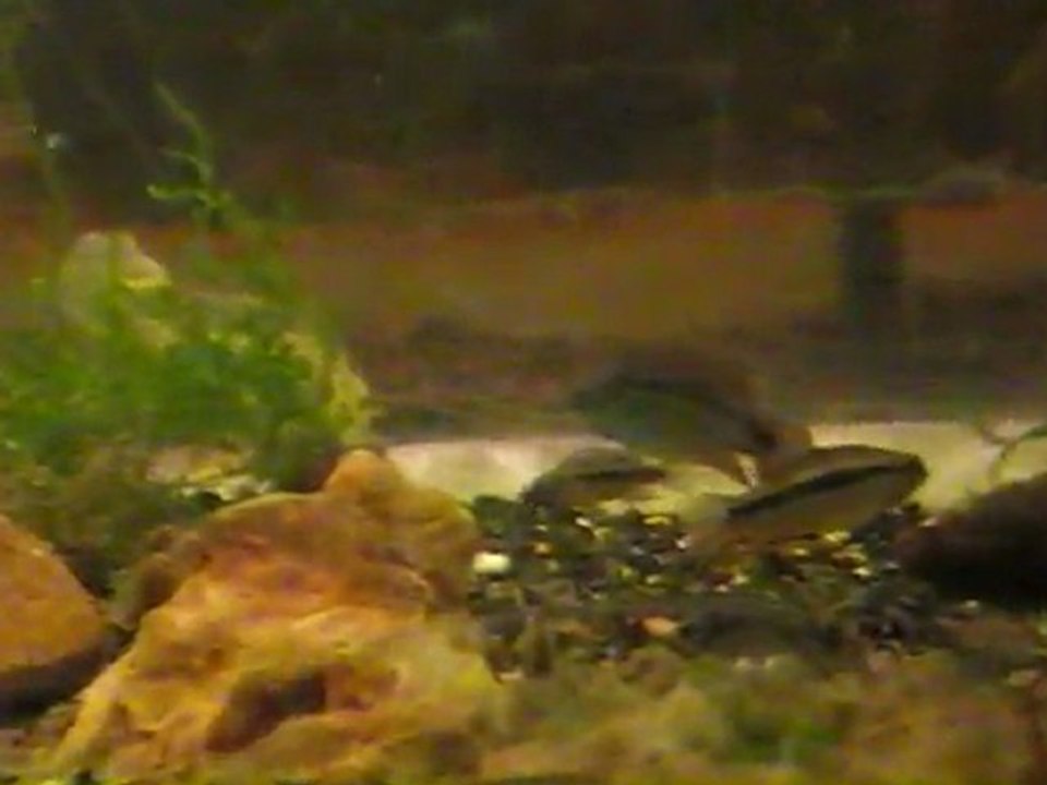 alevins_biateniata3_F1