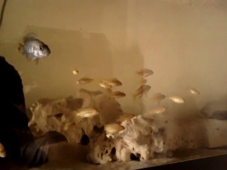 Ma repro de Saulosis