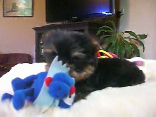 GIN-FIZZ  7 semaines  6 9 2011