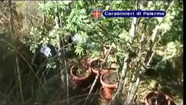 Palermo - Scoperta piantagione di droga