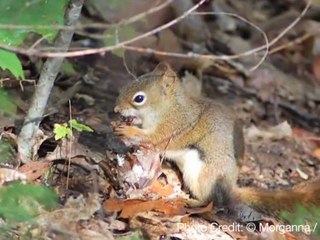 Top 5 Fun Facts About Squirrels