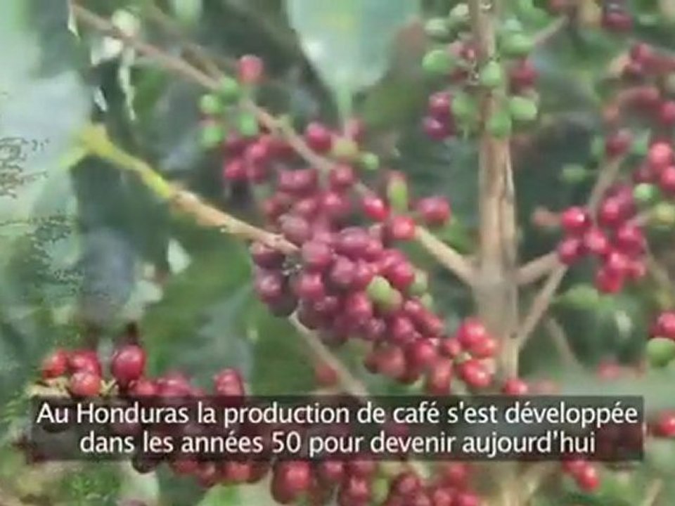 Van Houtte et Montaña Verde: un partenariat fructueux - Partie 1