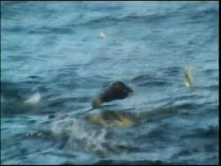 Harun Yahya TV - Seals