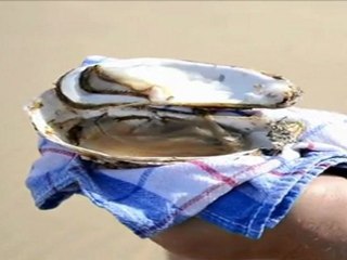 Les Huitres Don Mathéo