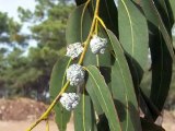 Eurospa Aromatics Gives Insight to Eucalyptus Folk Remedies