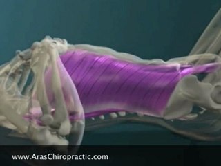 Singapore Chiropractic-Core Strengthening