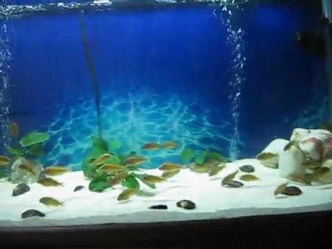 Hasan KARAKUŞ ( RED REİNBOW KASANGA )