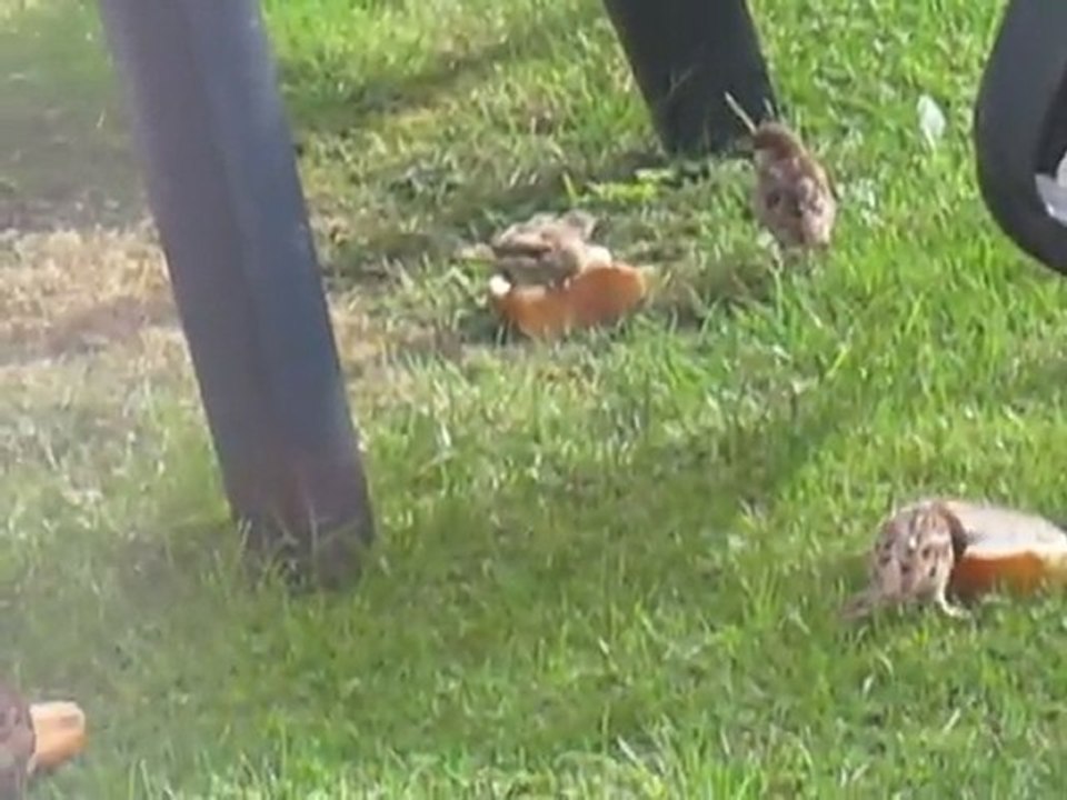 petits oiseaux 7 09 11.MOV