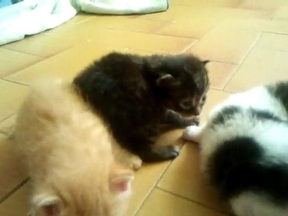 Qui veut de jolis petits chats ?
