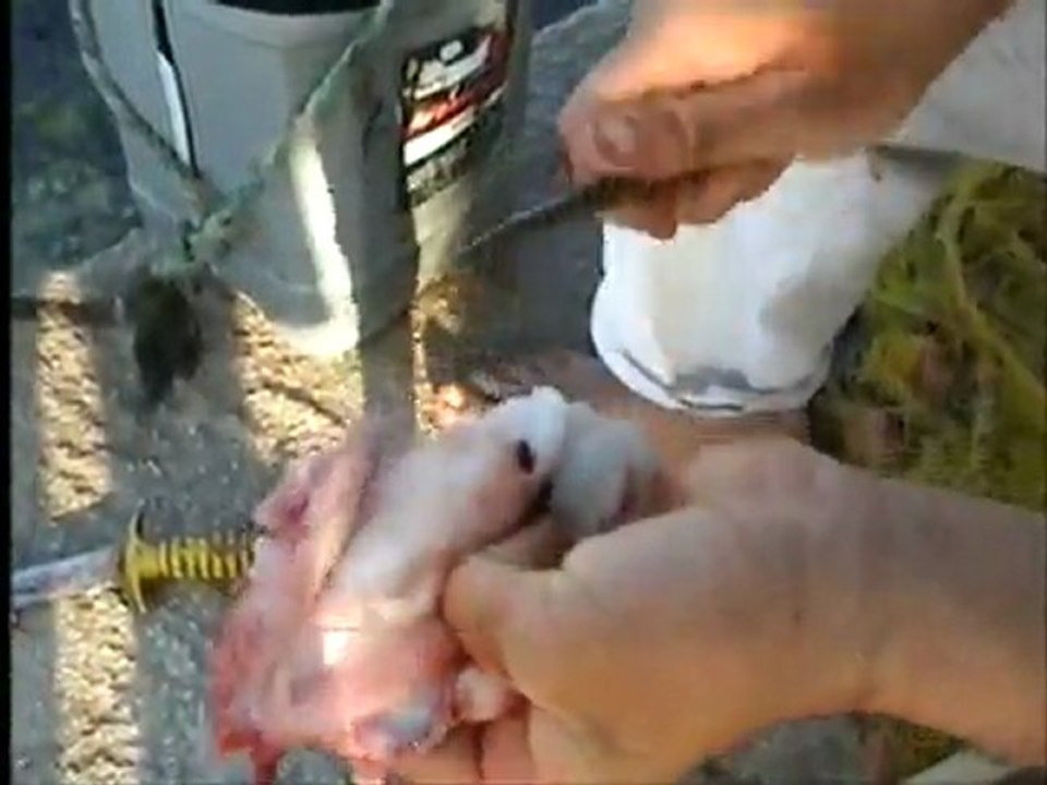 ΤΟ ΚΑΘΑΡΙΣΜΑ ΤΗΣ ΣΜΕΡΝΑΣ