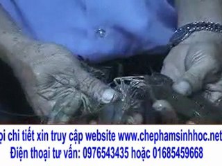 nuôi tôm khỏe và năng suất cao