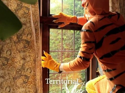 STEPHEN MALKMUS & THE JICKS Tigers