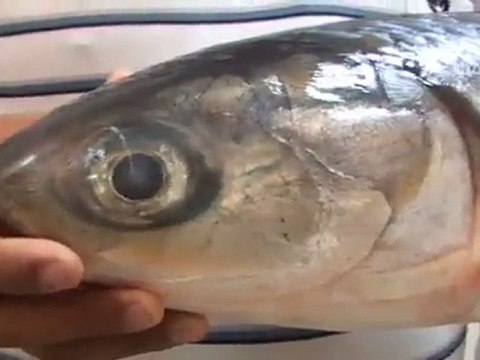 Akdeniz'de ilk kez görüldü