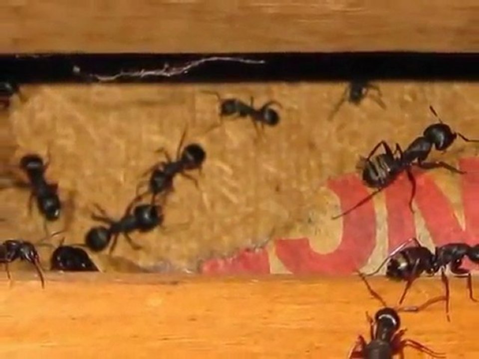 Ferndale WA Home Inspector -- King of the House Home Inspection