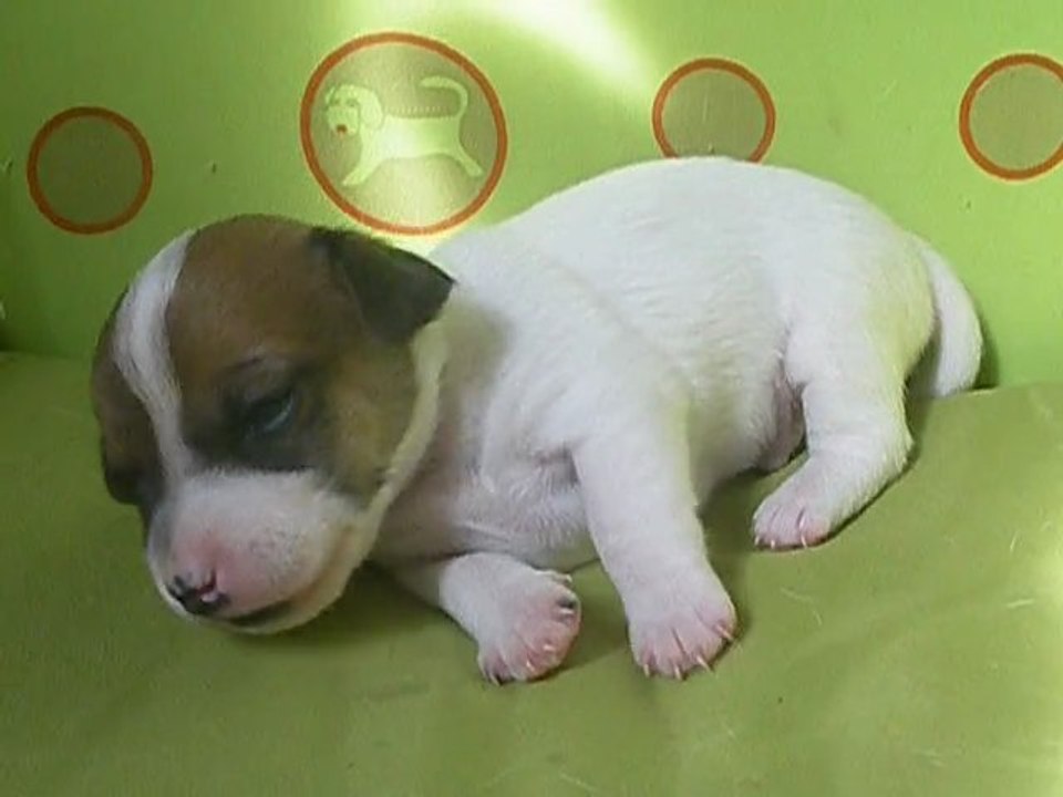 Male jack russell terrier LOF