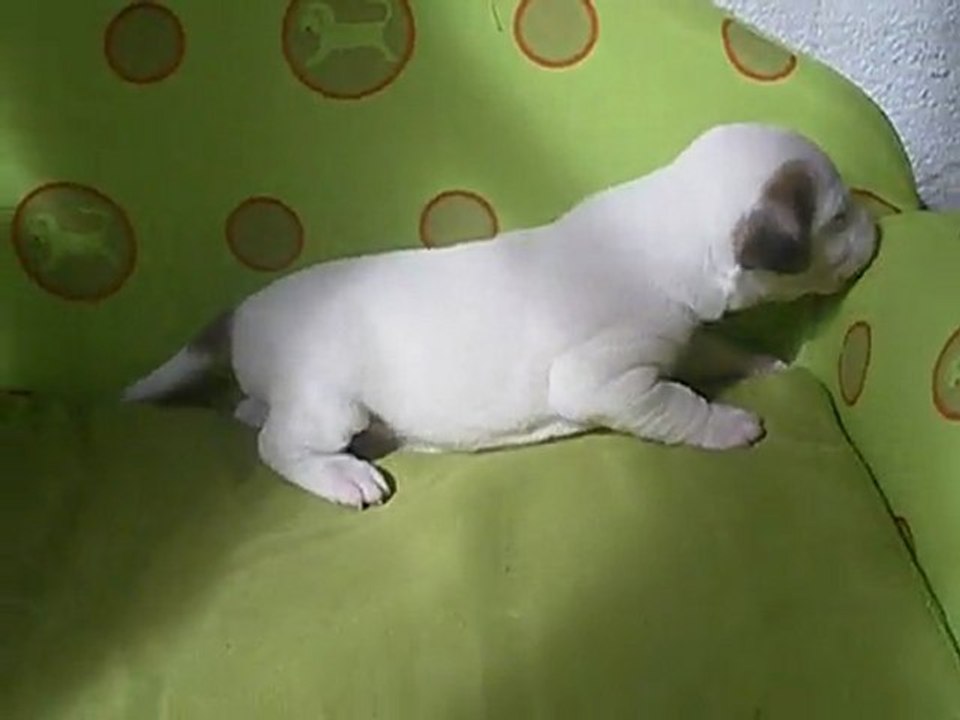 Male jack russell terrier LOF