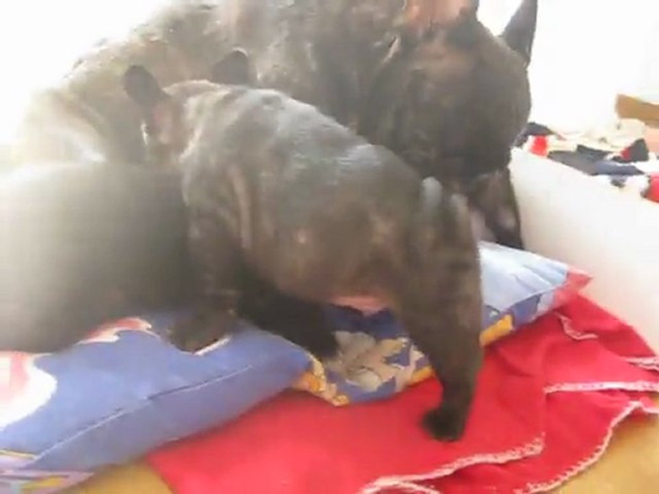 gerard bb bouledogue