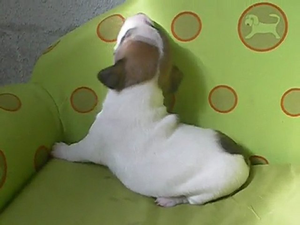 Femelle jack russell terrier LOF