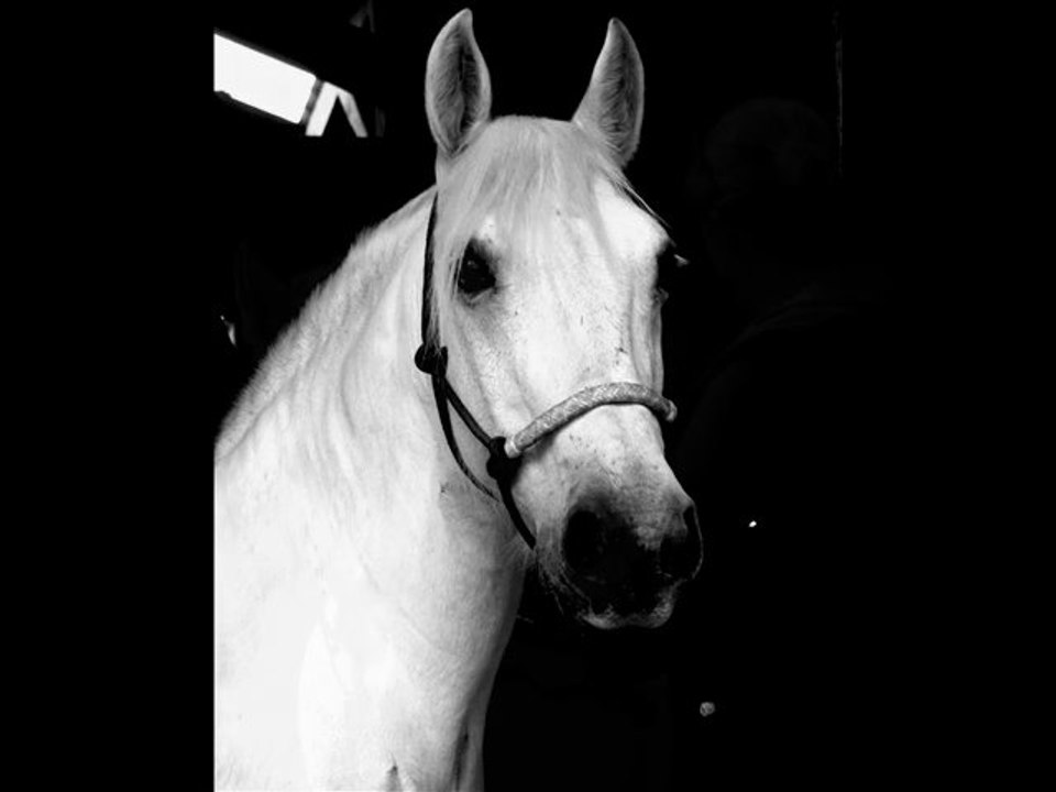 Hoofbeats & Heartbeats