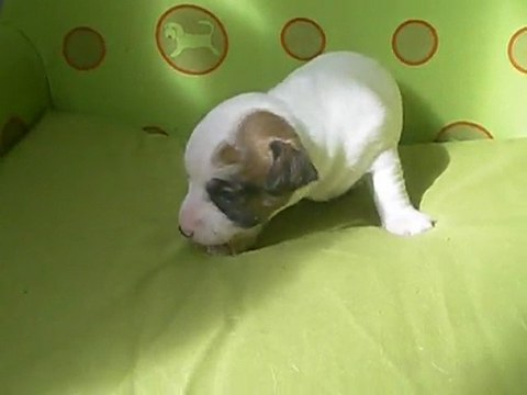 Femelle jack russell terrier LOF