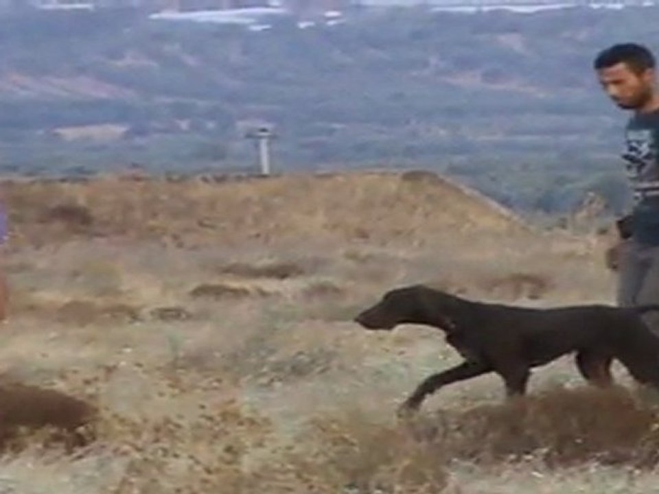 Kurzhaar vom Akhisar - Ares ferma çalışması 1