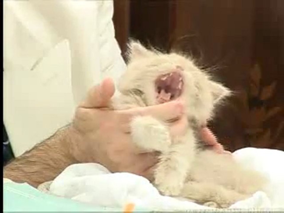 Adnan Oktar'ın kedisi balım bisküvi canlı yayındaydı