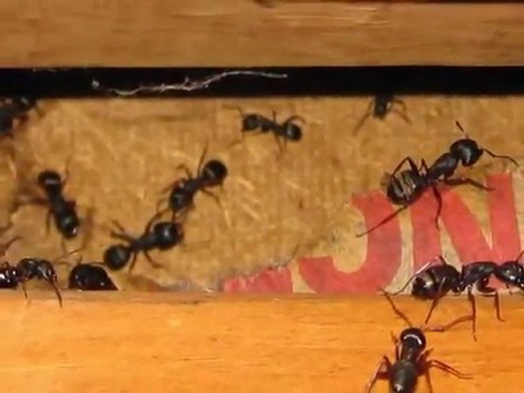 Semiamhoo, WA Home Inspections King of the House Home Inspection