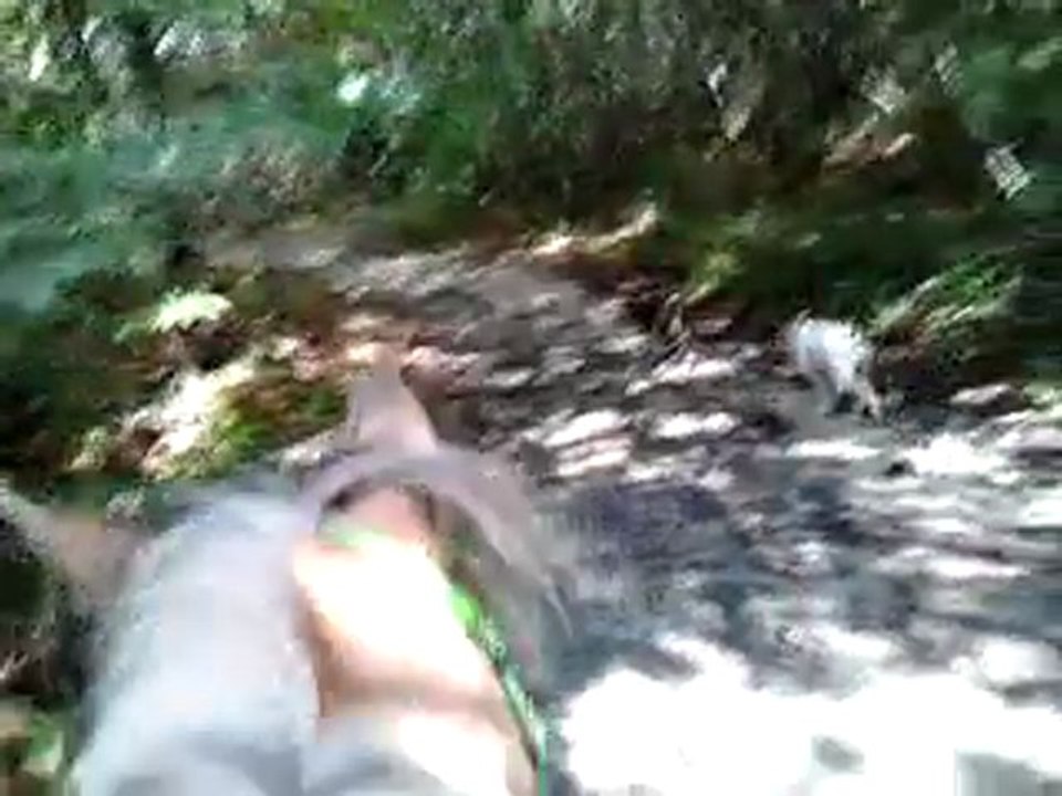 Pilou bois pas actif