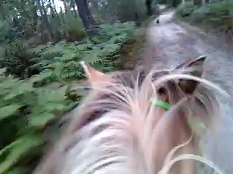 Pilou galop motivé