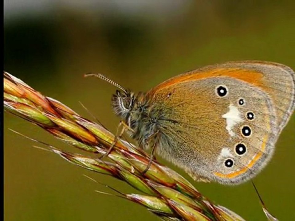 AHU BAKIŞLIM-MUSTAFA ÖZARSLAN