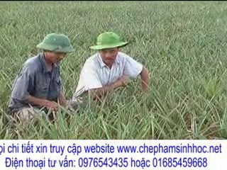 tăng năng suất thu hoạch dứa mà lại giảm phân bón có được không?