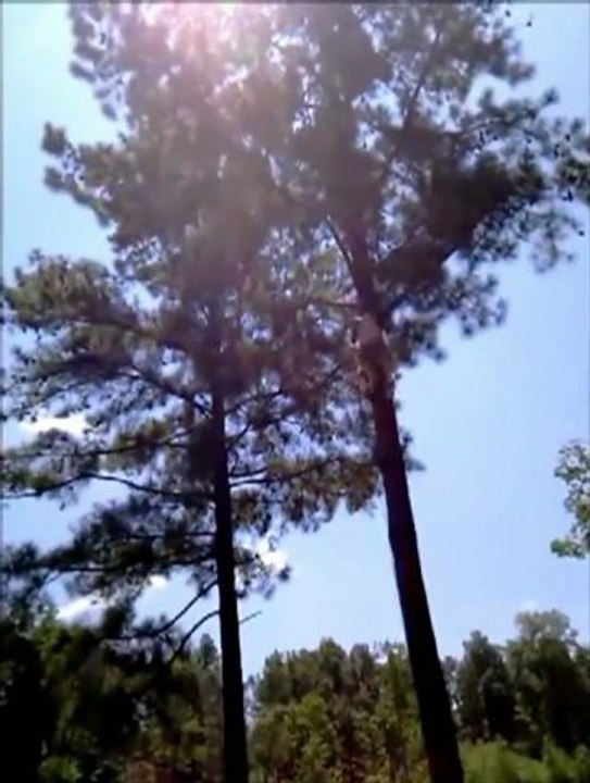 Guy Wasserfälle 50 ft. Off-Baum fail