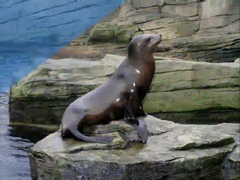 Dolphin Pictures Gallery Jervis bay